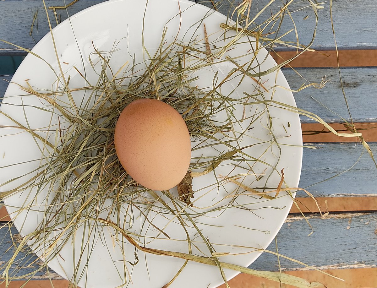One of our hens laid our first egg‼️ 🥚👍😘

#eggs #layinghens #visitalgarve #RoomToRent #feelslikehome #apartmentforrent #holiday #vacation #happytraveller #HappyHosting #portugal #bedandbike #moncarapacho #Fuseta #shorttermrentals #eastalgarve #quintadossorrisos