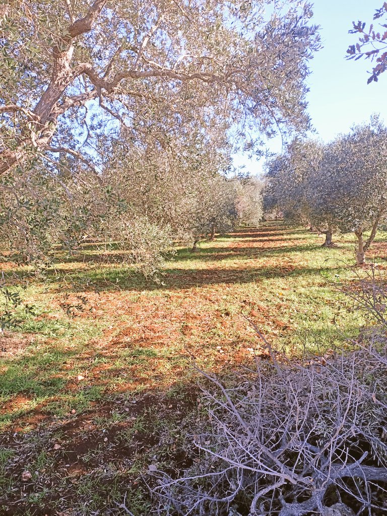 È tempo di raccolta olive 🫒
#weareinpuglia