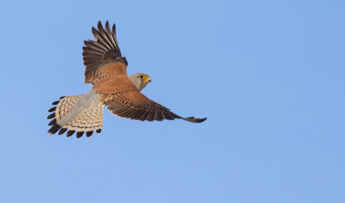 One of the 'Caring for Nature' projects we are continuing to support is Lesser Kestrel nest provision initiative and it is becoming a huge success and plans are afoot to expand it to other areas. Project details here: andaluciabirdsociety.org/abs-conservati…