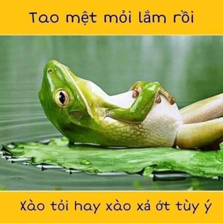 Muốn làm gì thì làm đi, mệt mỏi quá rồi 😂🤣😅😆