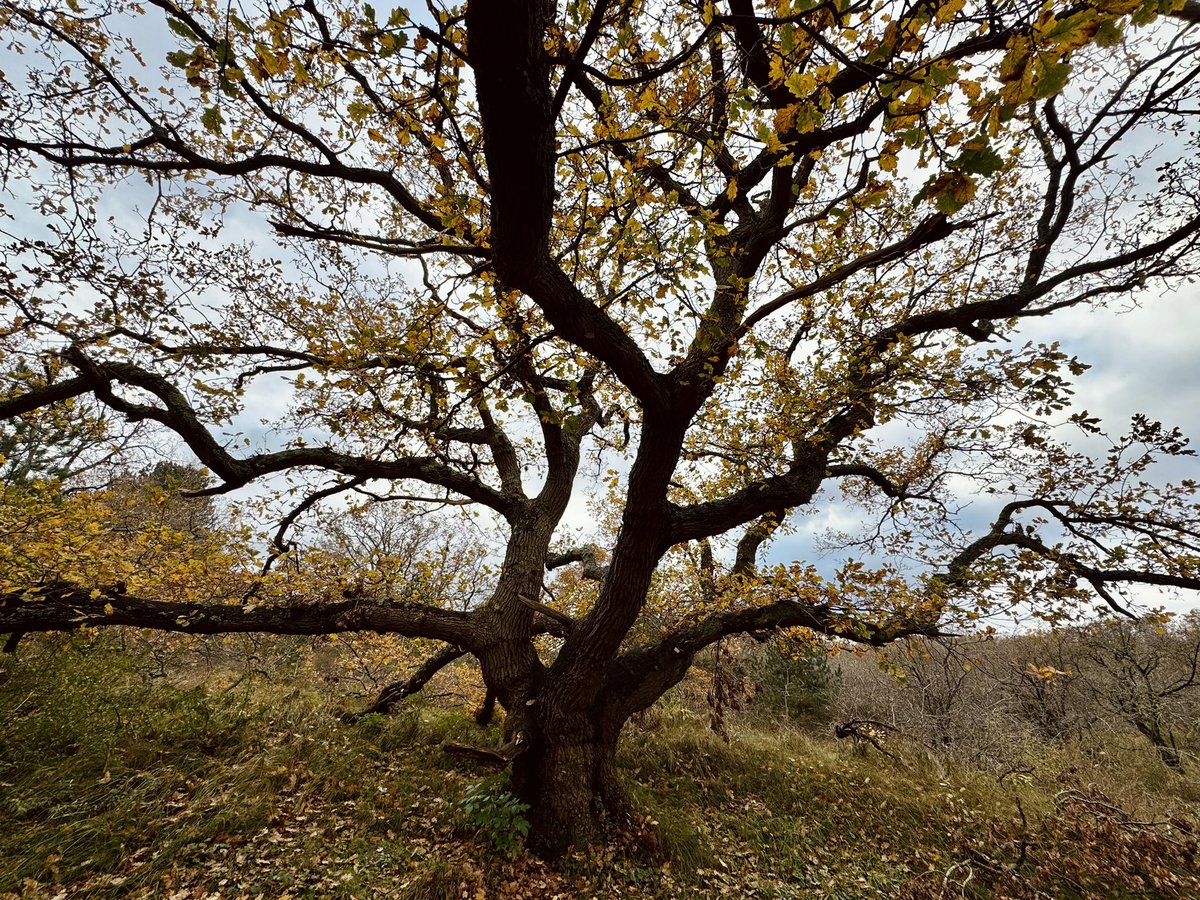 Happy #thicktrunktuesday