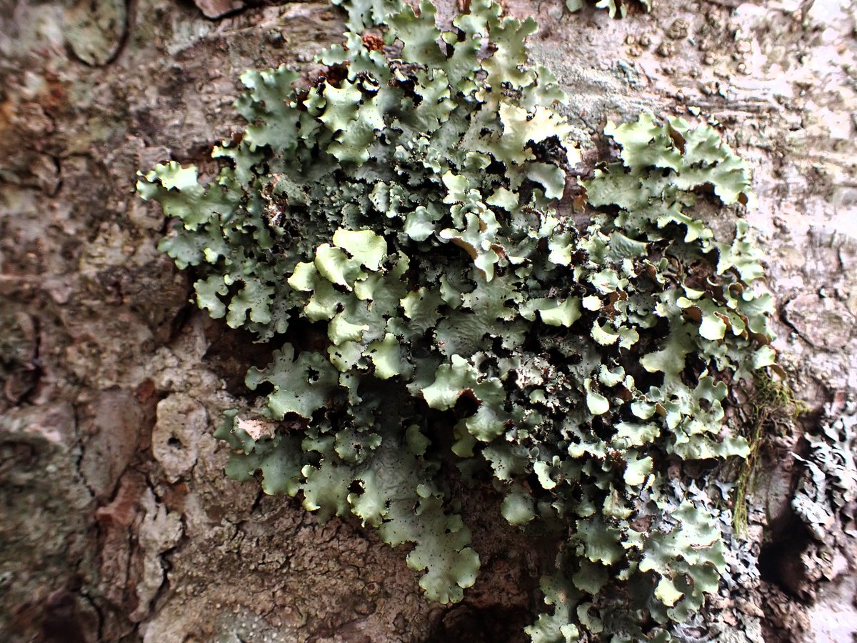 May everyone be safe and a peaceful day tomorrow. 明日皆が無事で平和な一日でありますように🌛🌿#treethursday #lichen #地衣類