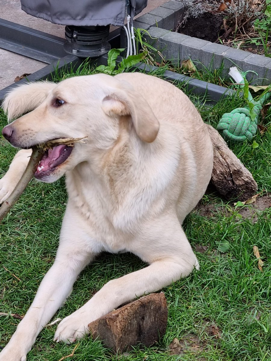 DeRavissante's tweet photo. Cookie heeft niet alleen een geweldig karakter maar is ook geweldig knap. Wat een leuke, lieve, vriendelijke, sociale teef. Zoek je een probleemloze hond dan is Cookie de hond die je zoekt. 😍😍

RT = Liefffffffff https://t.co/AgHYE6ug4u