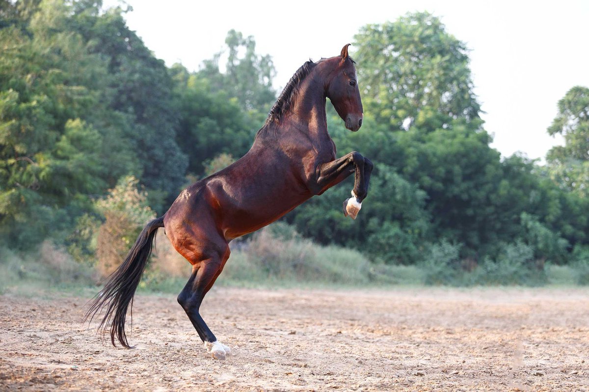 PrasunNagar's tweet photo. #LiteratureofIndia
'Salihotra' is a book on horses, their diseases & remedies, written by Raja Bhoj.
The text mentions 45 types of horses, like Tryanda, Hinānda, Vānarākasha, etc, their character, how they fall iill and the use of drugs and good diet to provide the remedies. https://t.co/DoOnadxMDK