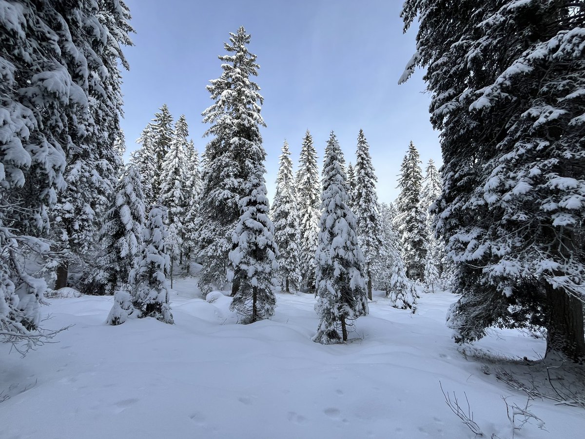 Neve fresca, o quasi, silenzio, ciaspe #Comelico