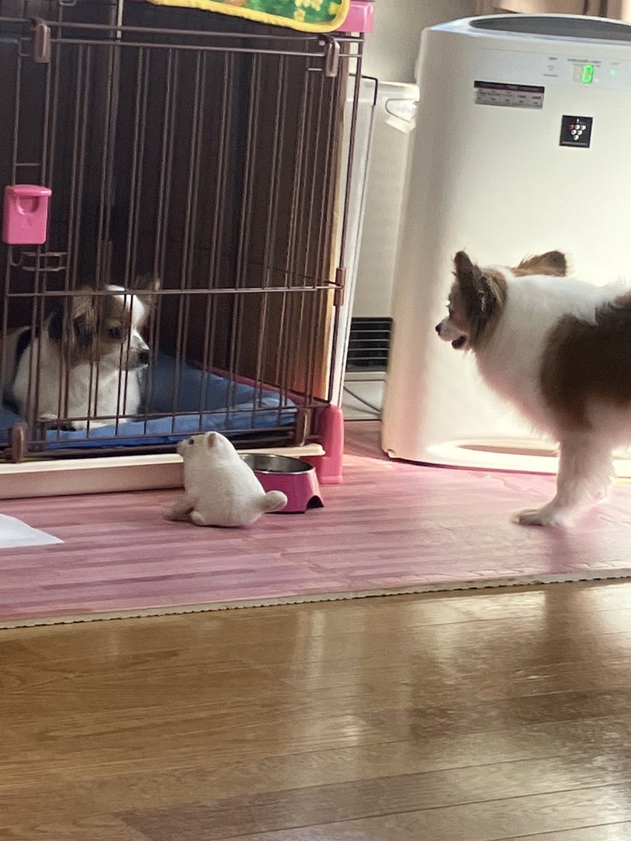 3匹の顔合わせ。

今年の年始は大変な事ばかり.....