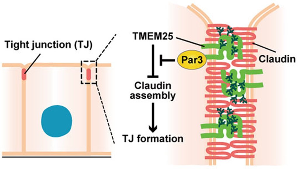 emboreports's tweet photo. TMEM25 is a Par3-binding protein that attenuates #claudin assembly during #tightjunction #development.
-> https://t.co/DTI6lI4ZZx https://t.co/jLdZySi5P2
