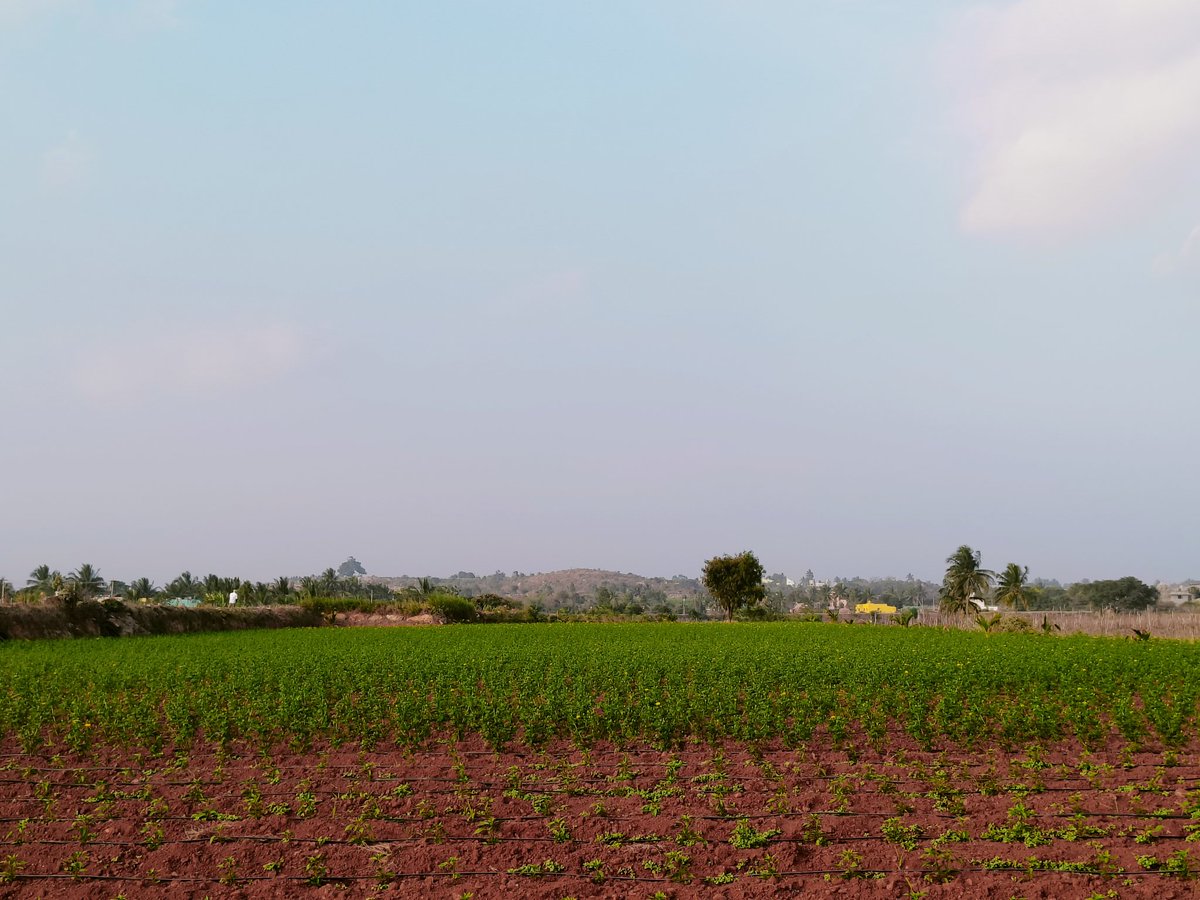 TTHCollective's tweet photo. Yes sir :-)
Here are a few more pics of my neighbours farm
The Southern #Morasunadu is beautiful ❤️
Obviously, Central Morasunadu (Bengaluru) was the best. Imagine the farms lands 100 years ago in our areas
North & East is a little rocky but as beautiful as the rest of Morasu. https://t.co/ATgrJQdOKQ
