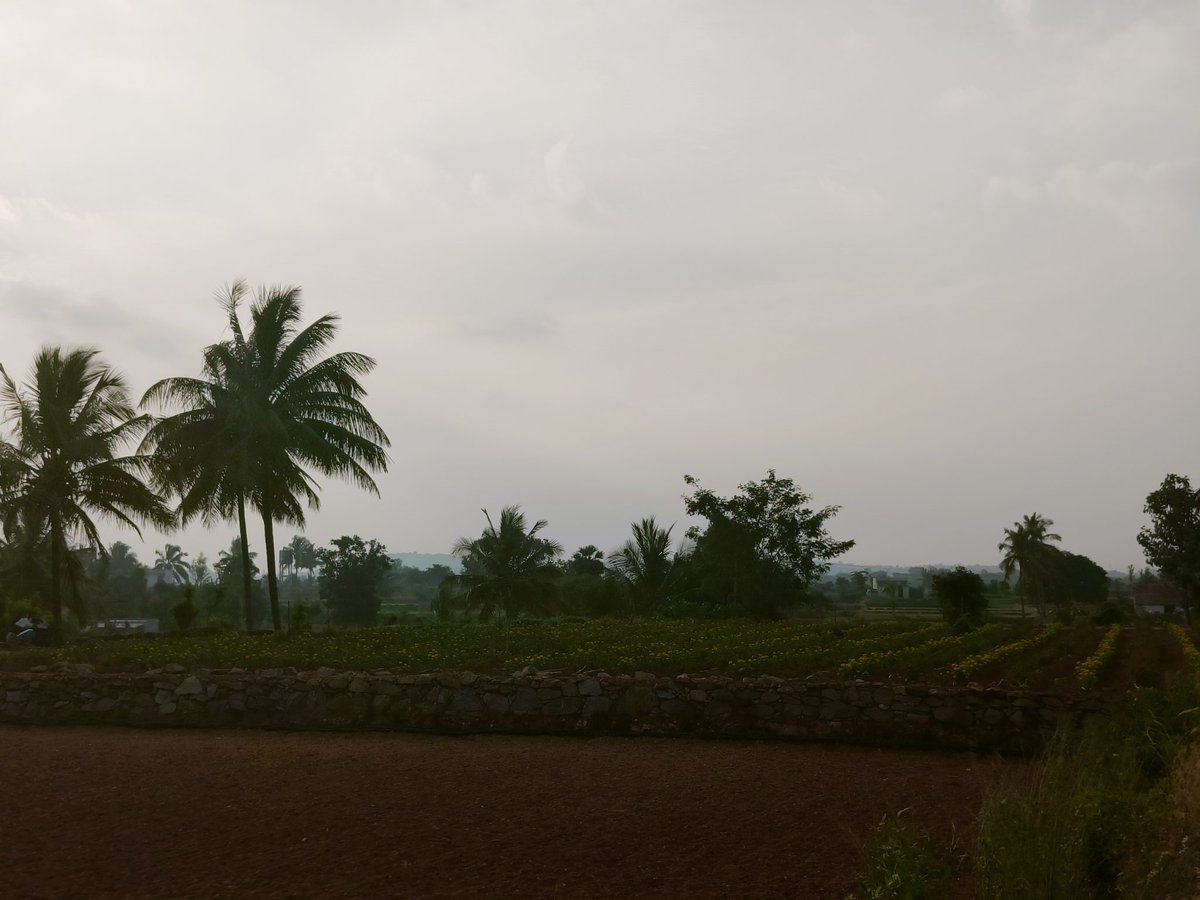 TTHCollective's tweet photo. Yes sir :-)
Here are a few more pics of my neighbours farm
The Southern #Morasunadu is beautiful ❤️
Obviously, Central Morasunadu (Bengaluru) was the best. Imagine the farms lands 100 years ago in our areas
North & East is a little rocky but as beautiful as the rest of Morasu. https://t.co/ATgrJQdOKQ
