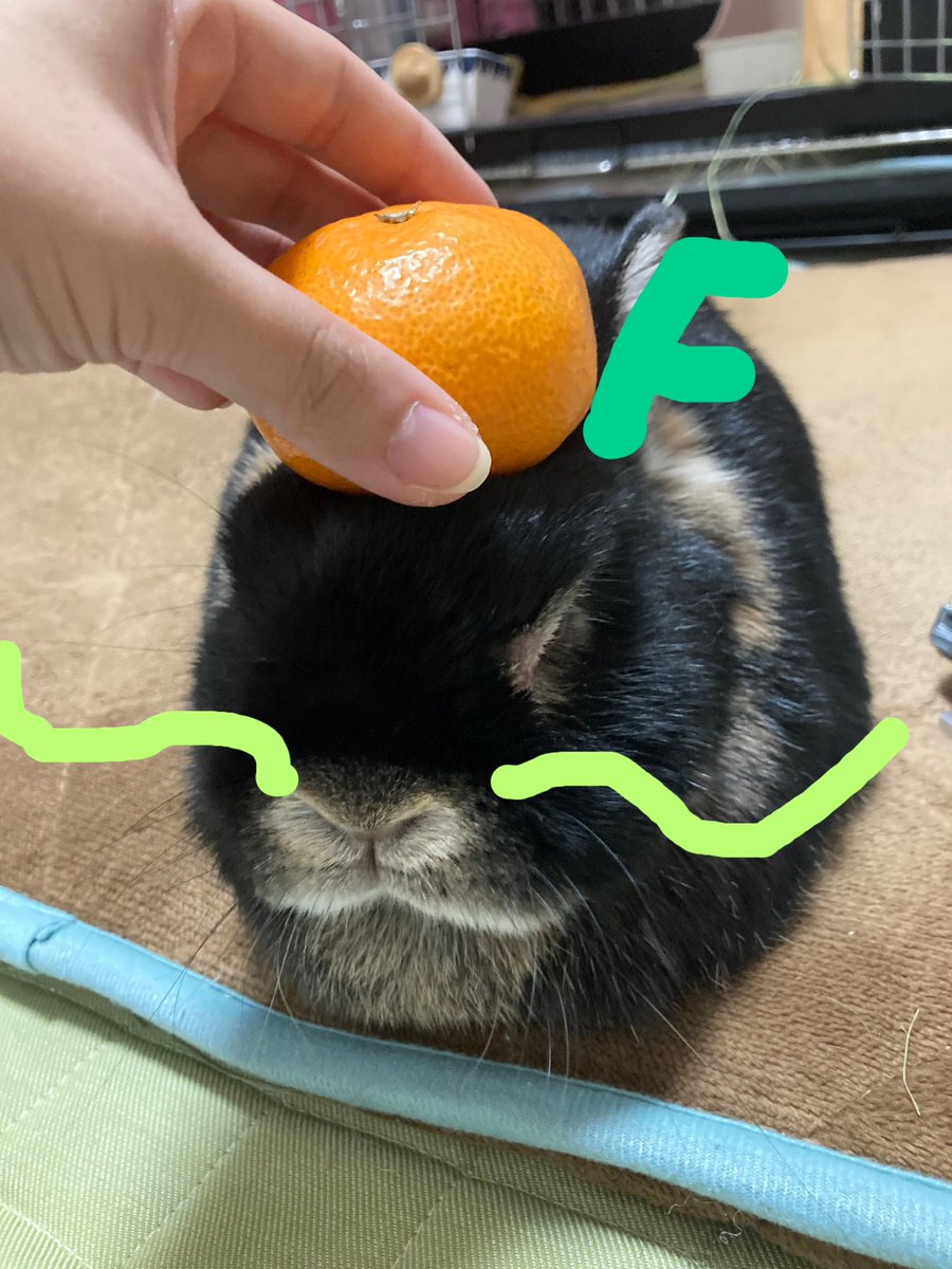 TUBUANN5's tweet photo. え？
辰年？
じゃあ、こんな感じでいい？
#うさぎ
#うさぎのいる生活 
#うさぎのいる暮らし 
#うさぎと暮らす 
#ネザーランドドワーフ
#ねざーらんどどわーふ 
#うさぎのつぶくん
#イケうさ
#토끼 https://t.co/4lm8pgYWdI