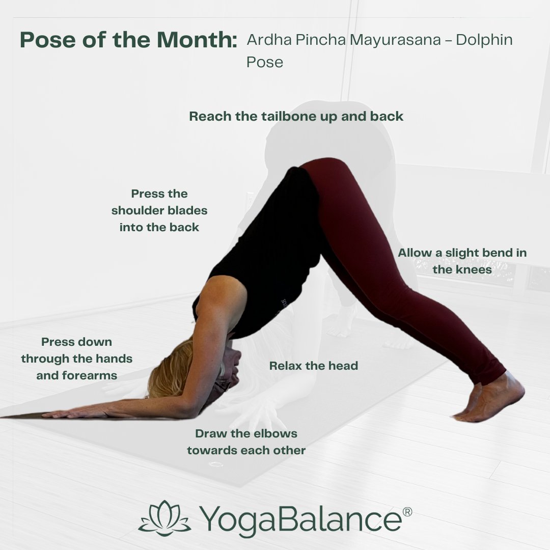 YogaBalance tweet media