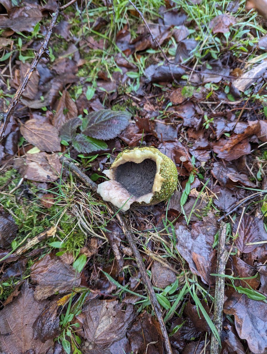 Hello - can anyone help me identify this please? I think it's a fungus/mushroom. Found in woods near gorse