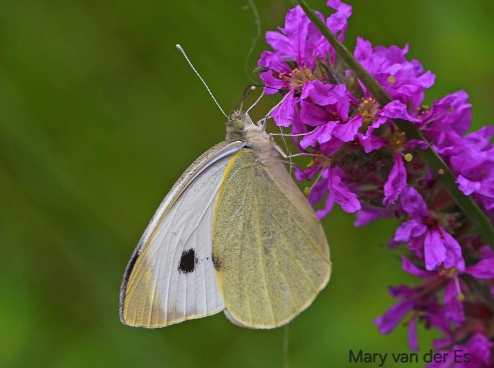 maryvanderes's tweet photo. Het koolwitje
#Dag2 van #vlindermaand
Twee : Het #Groot_koolwitje #Pieris_brassicae #Large_White .
@ErikDePay @vlinderNL
@Dagvlinders @entomologyArt https://t.co/mGSf6Q5BOM