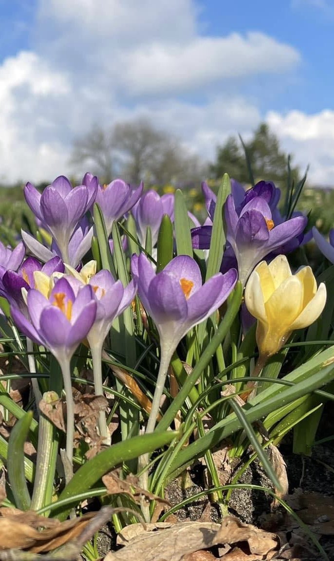anjaaatjuh's tweet photo. Herfst en kerst vind ik prachtig… maar na al die regen en grijze luchten zie ik toch ook wel uit naar de lente! #kleurrijk #JanuariFotoFlow #photochallenge #dagtwee https://t.co/nW9iSEE1yv