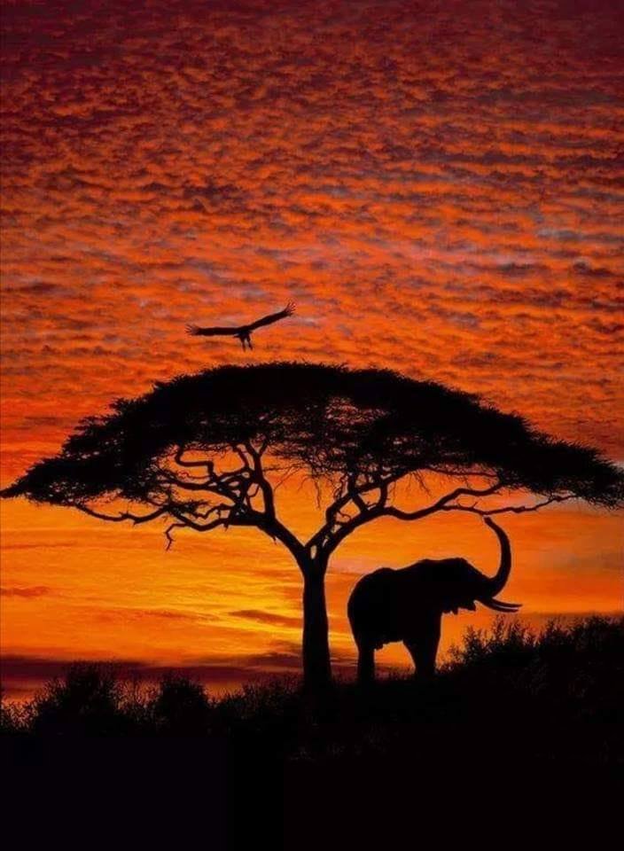 RincnCuriosoo's tweet photo. ¡Atardecer mágico en África! 🐘❤️ https://t.co/xPrPjrmAoL