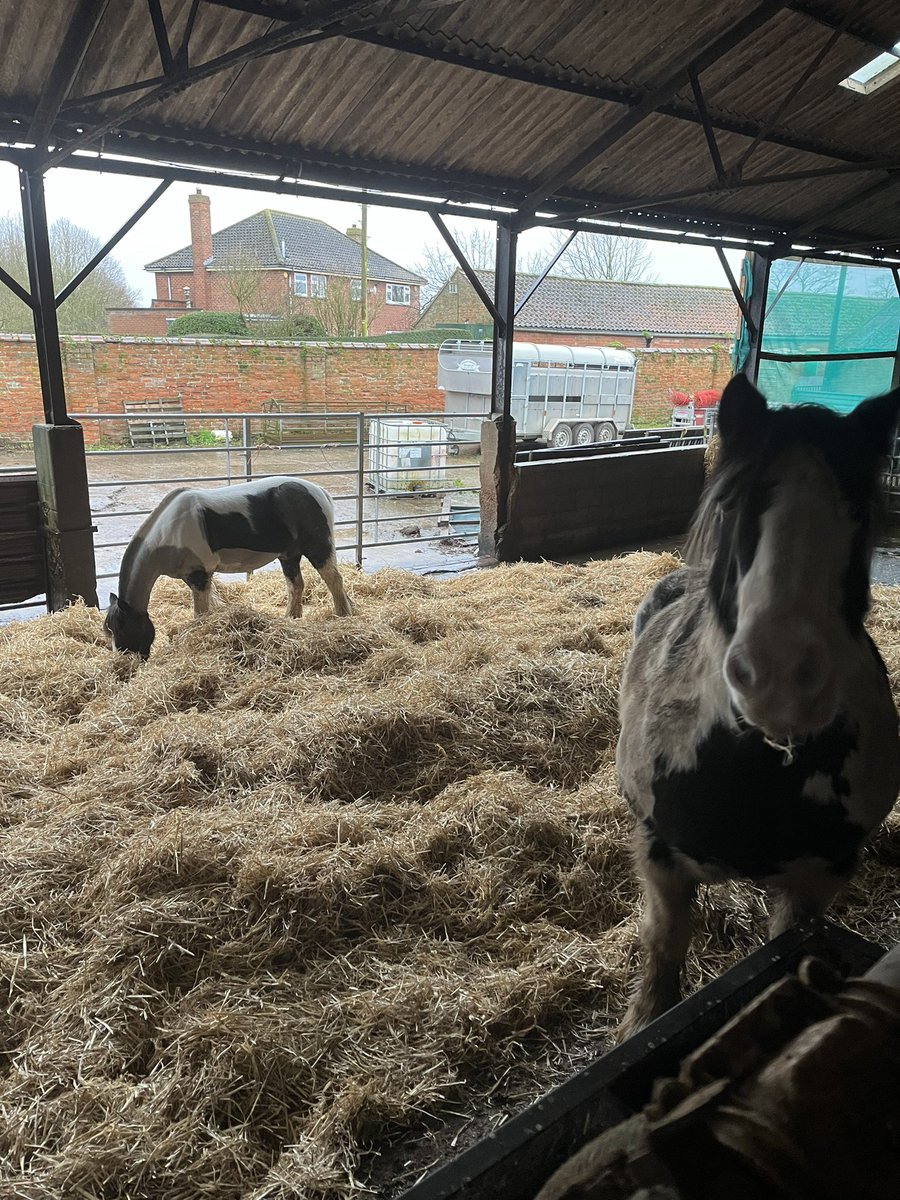 Gave up with the weather and moved the ponies into a cattle shed.
