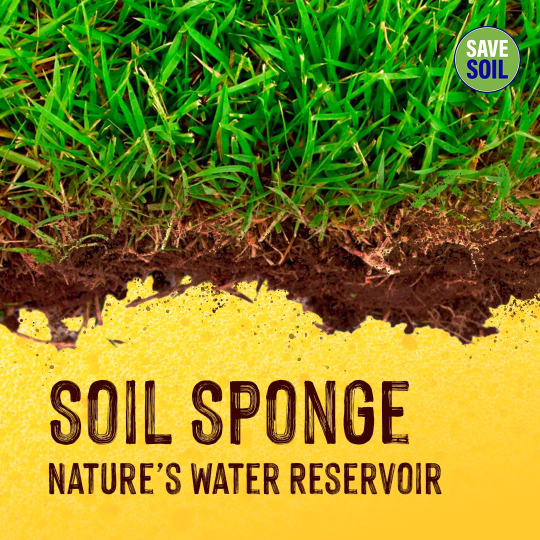 cpsavesoil's tweet photo. Increasing soil organic matter by just 1% in the top six inches can enhance water retention by around 20,000 gallons per acre (USDA NRCS, 2016).

Beneficial soil, acting as a living sponge, plays a vital role in climate resilience. Its sponge-like texture, created by living organisms, soil organic matter, and biological glues, helps absorb substantial water during heavy rainfall. This minimizes the risk of flooding and makes farms with a robust soil sponge more resilient to droughts in dry seasons. 

The natural filtration processes in healthy soil also purify water, safeguarding ecosystems and human drinking water from pollutants like heavy metals and chemicals.

Action now: https://t.co/uVnQCIZBeZ

#ConsciousPlanet #SoilForClimateAction #SaveSoilFixClimateChange