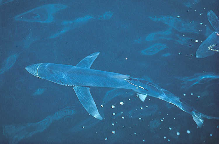 Our Cooperative Shark Tagging Program owes much of its success to citizen scientists. The program started w/ less than 100 fishers. Since then, thousands have contributed data: ow.ly/xA4V50Qm5V4. Here are 4 reliable taggers we’ve worked with: ow.ly/ix3M50Qm5Uk.