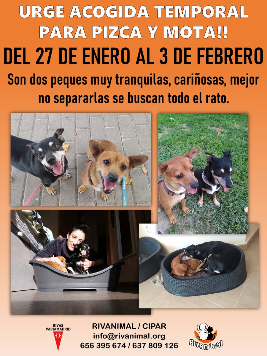 ‼️URGE ACOGIDA TEMPORAL PARA PIZCA Y MOTA‼️
DEL 27 DE ENERO AL 3 DE FEBRERO
Son 2 peques muy tranquilas, cariñosas, mejor no separarlas se buscan todo el rato.
Si puedes acogerle contacta: mail a info@rivanimal.org / 656395674 (Whatsapp).

#acogida #acoge #perros