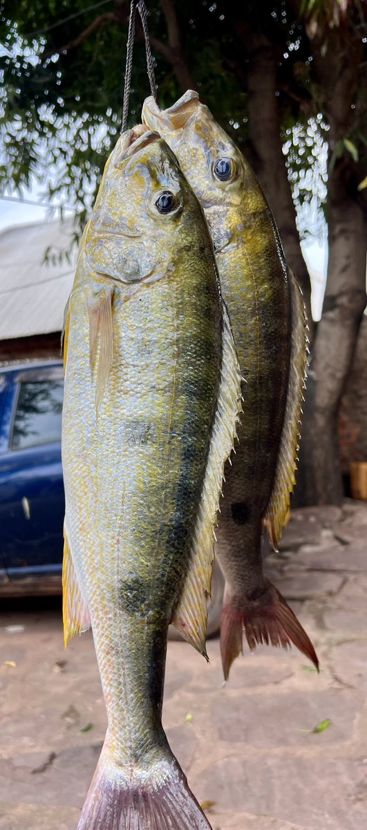 Athman_Sungura's tweet photo. #Kigoma vilima vya kutengeneza Santorini tunavyo. Kuhe wa kuburudisha wageni tunao. #VisitKigoma #Kagongo https://t.co/wWME0YfIR2