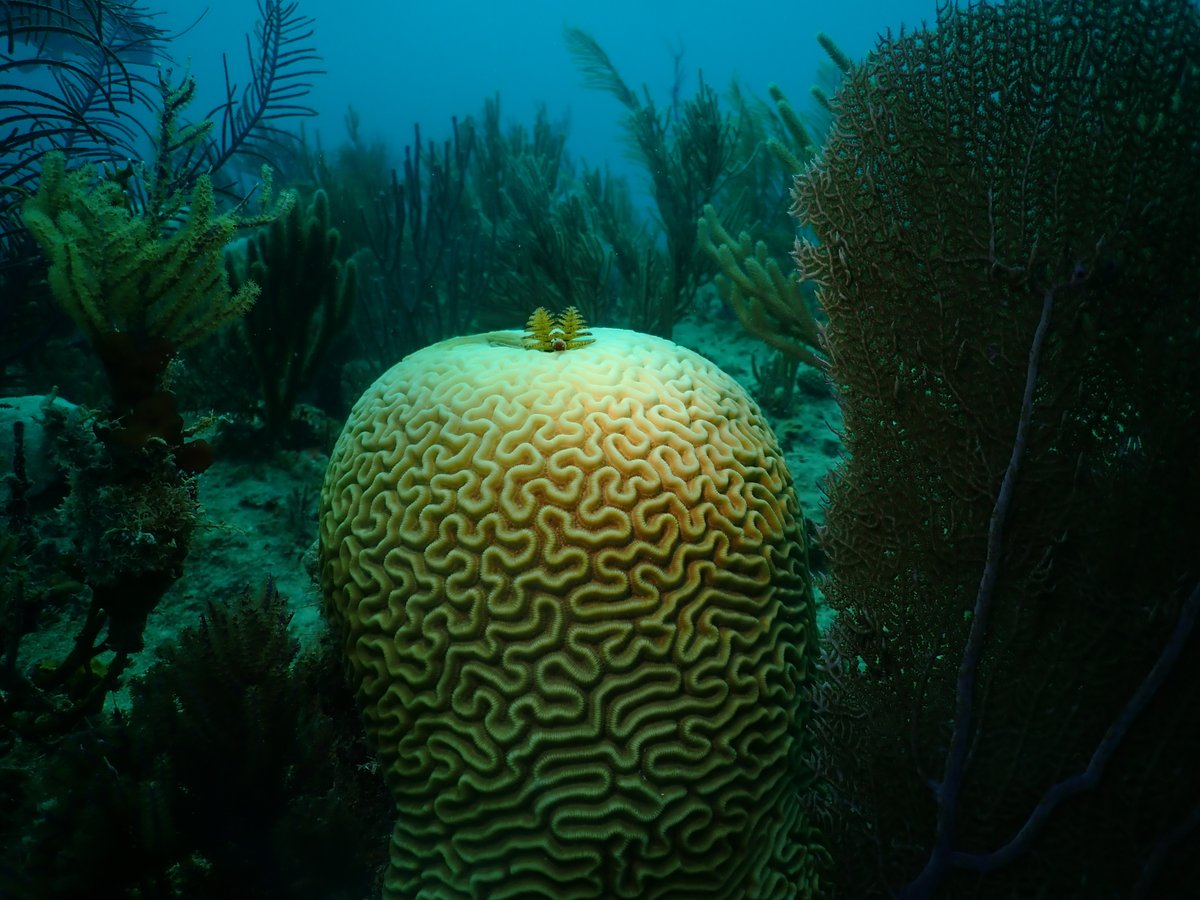 A Featherworm right on top of a braincoral in Varadero de Cuba. They disappear in a split second when they feel your movement in the water.