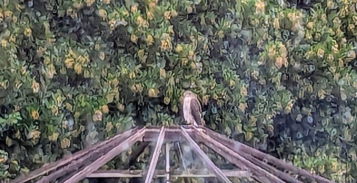 Bird boy William spotted this beauty on top of our potting shed today. He thinks it's a falcon, is he correct? <a href="/Natures_Voice/">RSPB</a> <a href="/RSPBConwy/">RSPB Conwy</a> #BirdsSeenIn2024 #birdsofprey