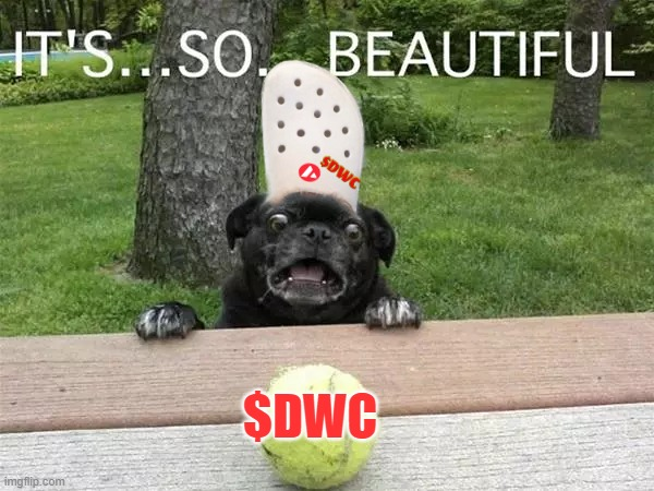 Dog wif Crocs tweet media