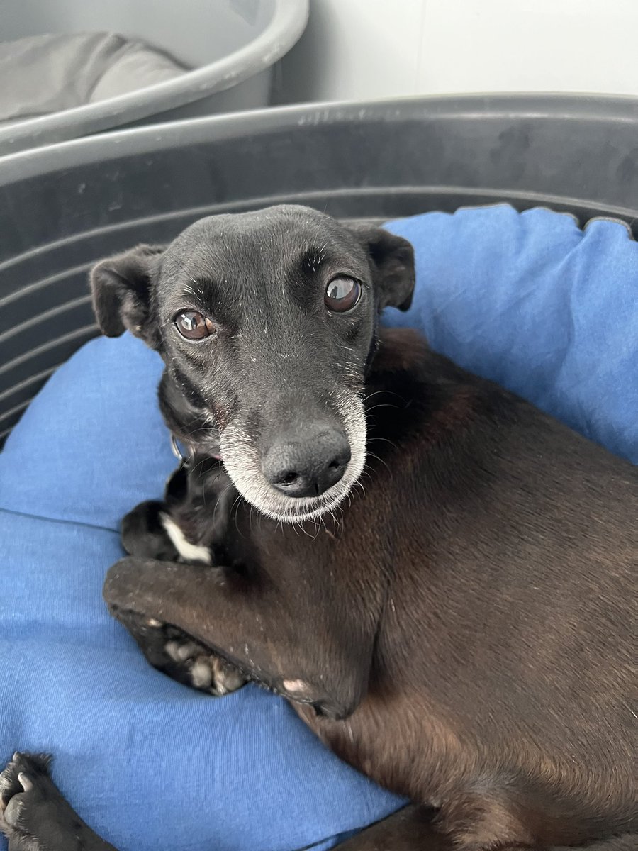 Tina seria a primeira adoção do ano, ontem a adotante me enviou mensagem desistindo dela. Nossa menina continua a procura de um lar definitivo
Dócil, de preferência filha única, assustada, insegura mas meiga
Levo até você pela capital de São Paulo 
Ela merece viver esse sonho +