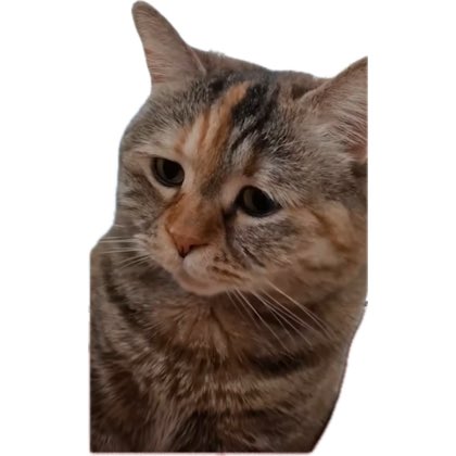 beynimi ele geçiren çift