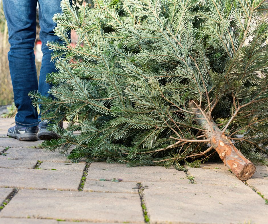 Wat doe jij met je kerstboom na de feestdagen? 🎄🎁 Nu alle gezelligheid voorbij is, kan het opruimen beginnen!

Er is geen kerstbomeninzamelactie in Oost Gelre. Maar er zijn wel verschillende andere mogelijkheden. 

👉 Kijk voor alle ideeën op oostgelre.nl/wat-doet-u-met….