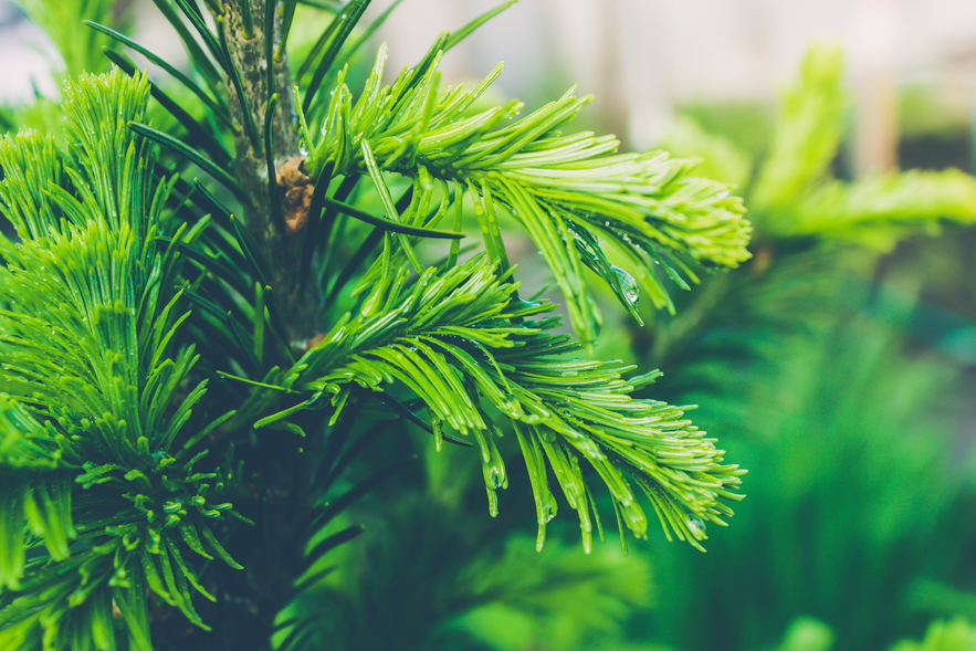 Bought a real Christmas tree this year? 🎄

We can collect it between 8 and 19 January even if you don't have a garden waste (green bin) subscription, or you can donate to the charity Christmas tree collection for The Myton Hospices and Pass the Smile ⬇️

warwickdc.gov.uk/christmasrecyc…
