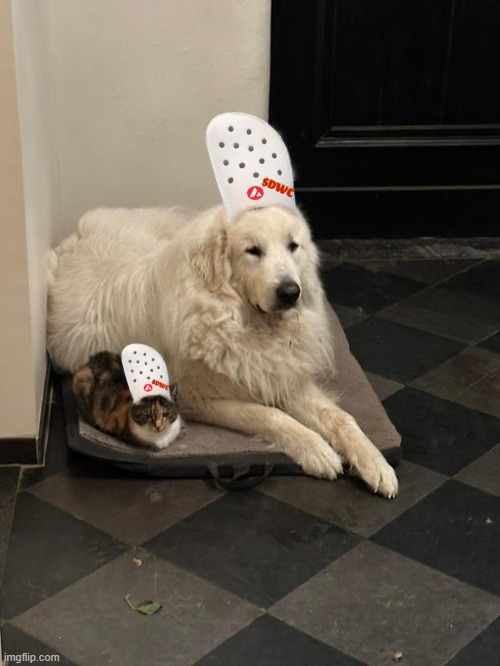 Dog wif Crocs tweet media