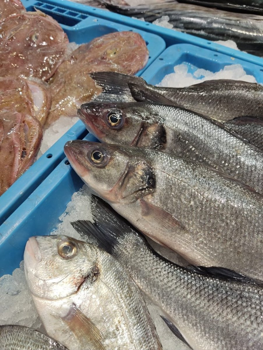 MercatVinaros's tweet image. 🎉 Feliç 2024!

Sabeu quins #peixos i quin #marisc està de temporada?

🐡 Peix blanc: bacallà, palaia, rap, rèmol.
🐟 Peix semi greixós: besuc, llobarro, mero.
🐟 Peix blau: sarg, verat.
🦪 Marisc: escamarlà, vieira, polp, sípia, calamar.