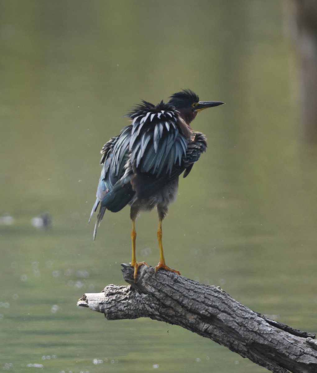 thegreenheron's tweet image. The Daily #GreenHeron