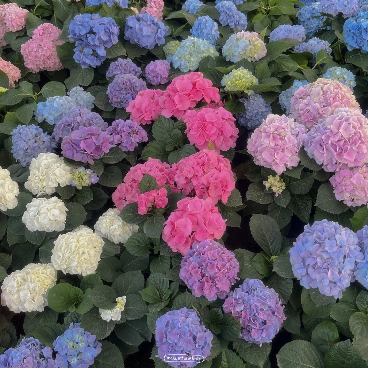 makumtonekun_'s tweet photo. Charming Chiangmai flower festival 💐
เทศกาลที่คนรักดอกไม้ต้องใจฟู 🫶🏻
จัดที่สวนเฉลิมพระเกียรติ 82 พรรษา มีเทศกาลดอกไม้ให้เดินชมเยอะมาก มีโซนจัดแสดงไฟด้วย จะไปตอนกลางวันหรือกลางคืนสวย งานมีถึงวันที่ 21 ม.ค. 67 นี้ ใครอยู่เชียงใหม่อย่าลืมแวะไปดูดอกไม้สวยๆกัน 🌷🎀 #รีวิวเชียงใหม่ https://t.co/Nfp8Bl9Cx1
