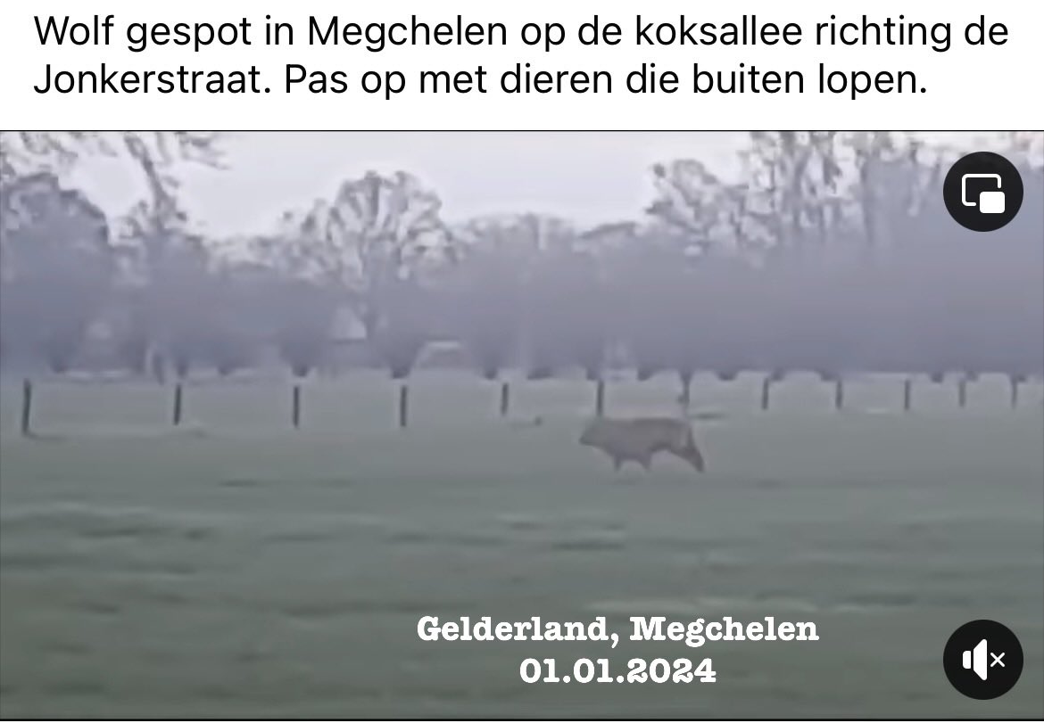 PlatformWeN's tweet photo. #Gelderland, #Megchelen 
01.01.2024 

6 schapen gedood en wolf gespot 

Pas op uw dieren !! https://t.co/h1osQEp4xZ