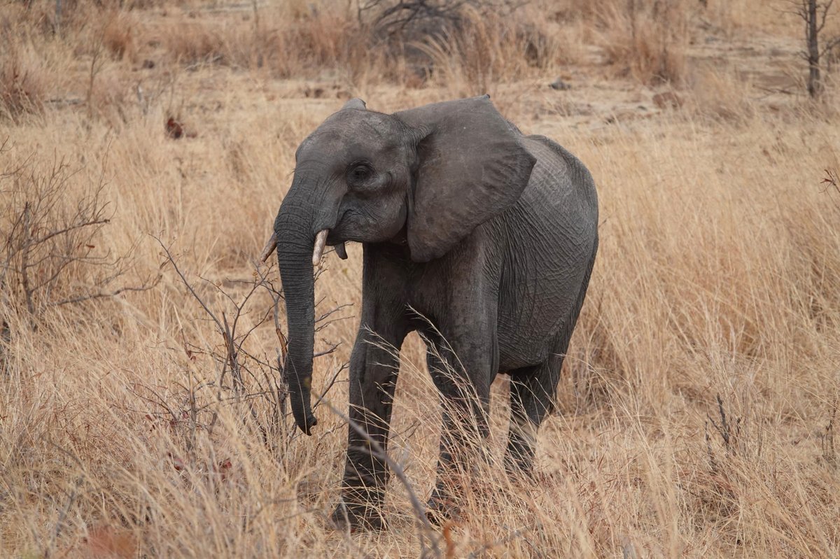ifaw United Kingdom tweet media