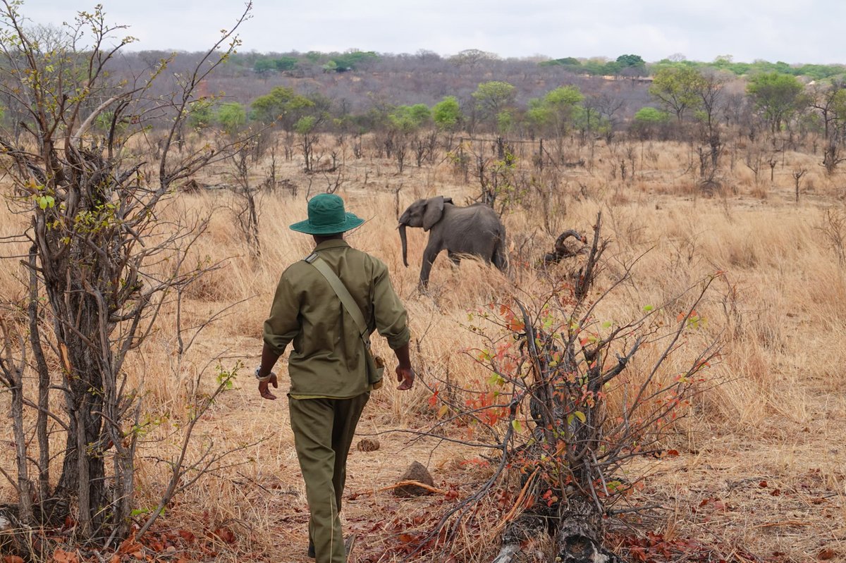 ifaw United Kingdom tweet media