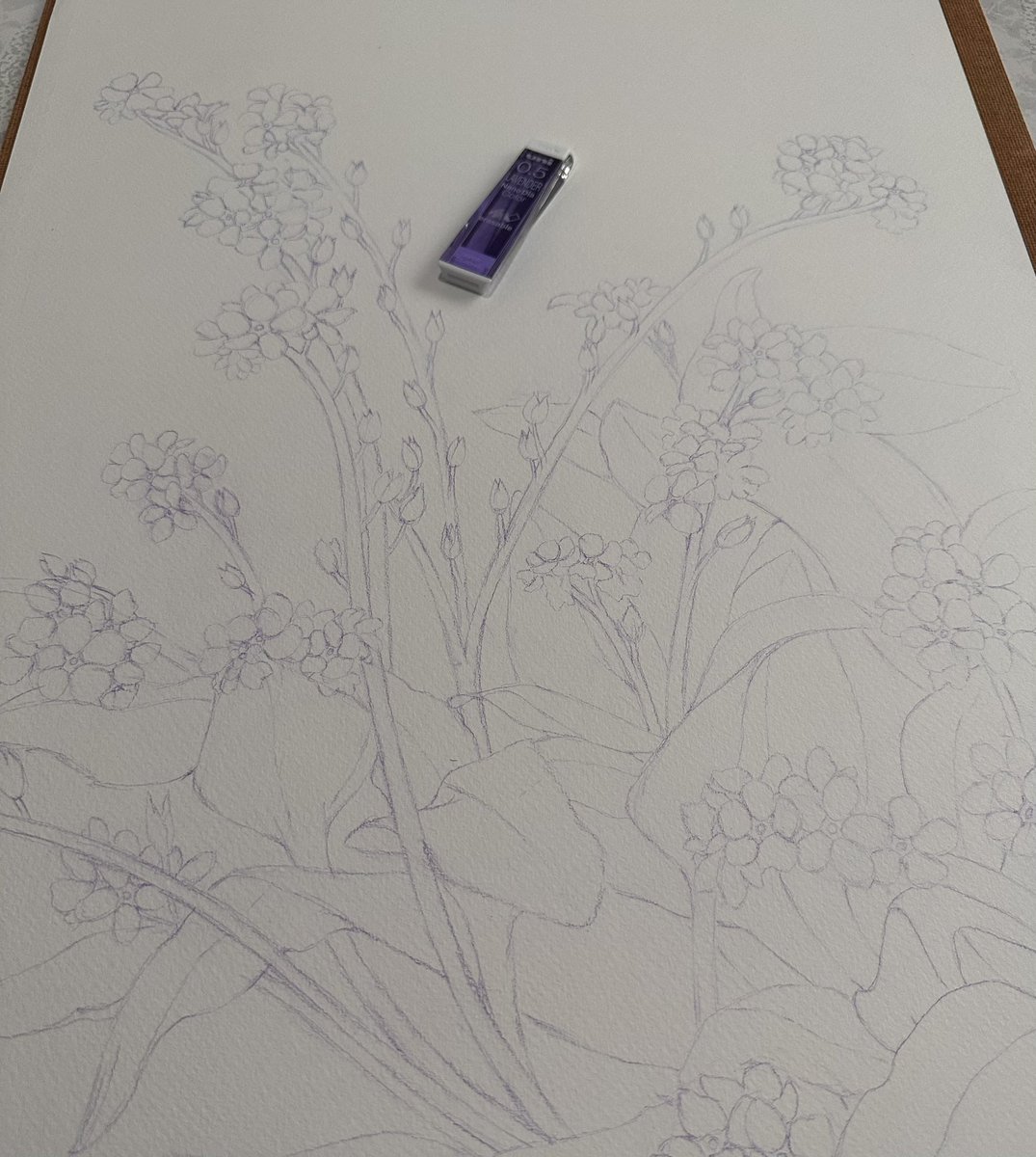 💜🤍 My first flowers of 2024
#sketch #colouredpencils #colouredpencilart #drawing #flower #botanic #art