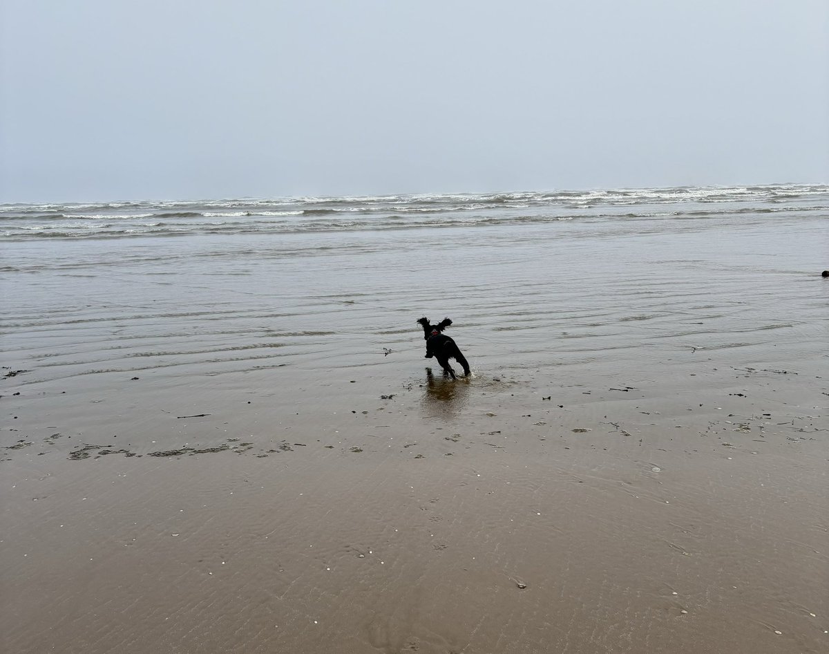 At our happy place #cockerspaniel #westsandsbeach #standrews