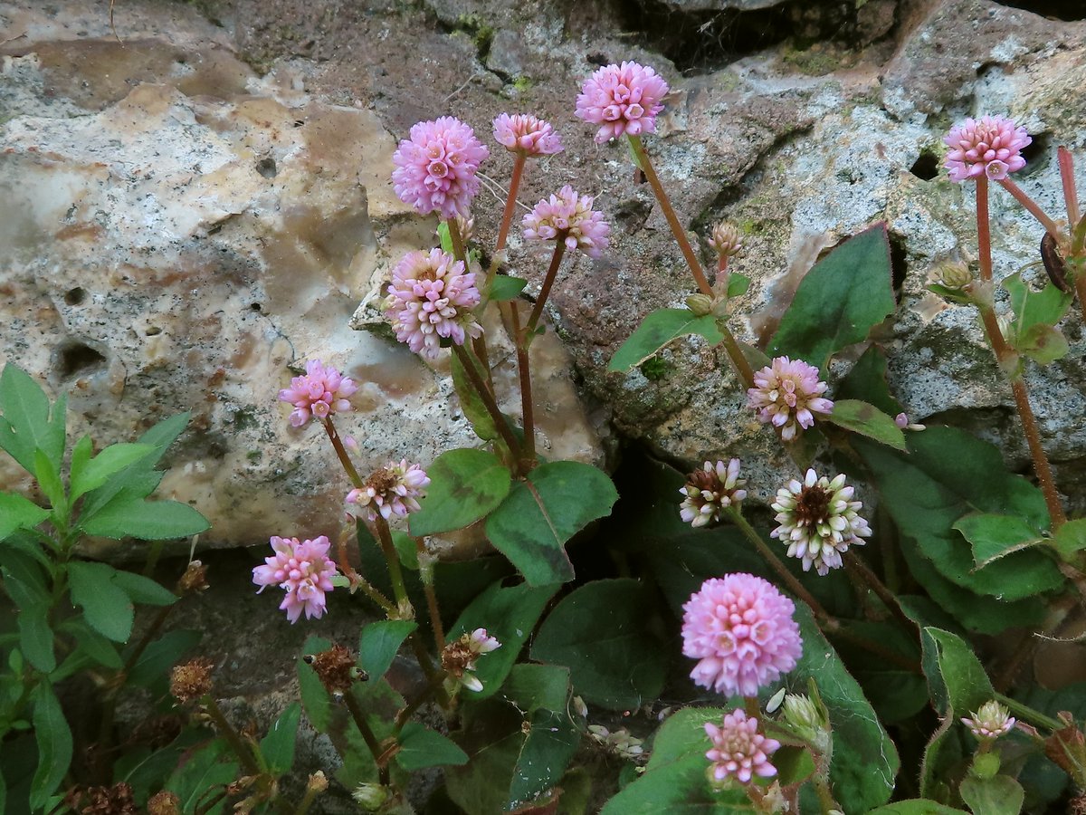 Wildwingsand's tweet photo. Found this fabulous wall in Sidmouth on yesterday's #NewYearPlantHunt . As well as the usual suspects, Mexican Fleabane, Ivy-leaved Toadflax, and Trailing Bellflower. I also found Pink Persicaria- Persicaria capitata and Mexican Cigar Plant- Cuphea ignea! @BSBIbotany https://t.co/KZZMuDVnU4