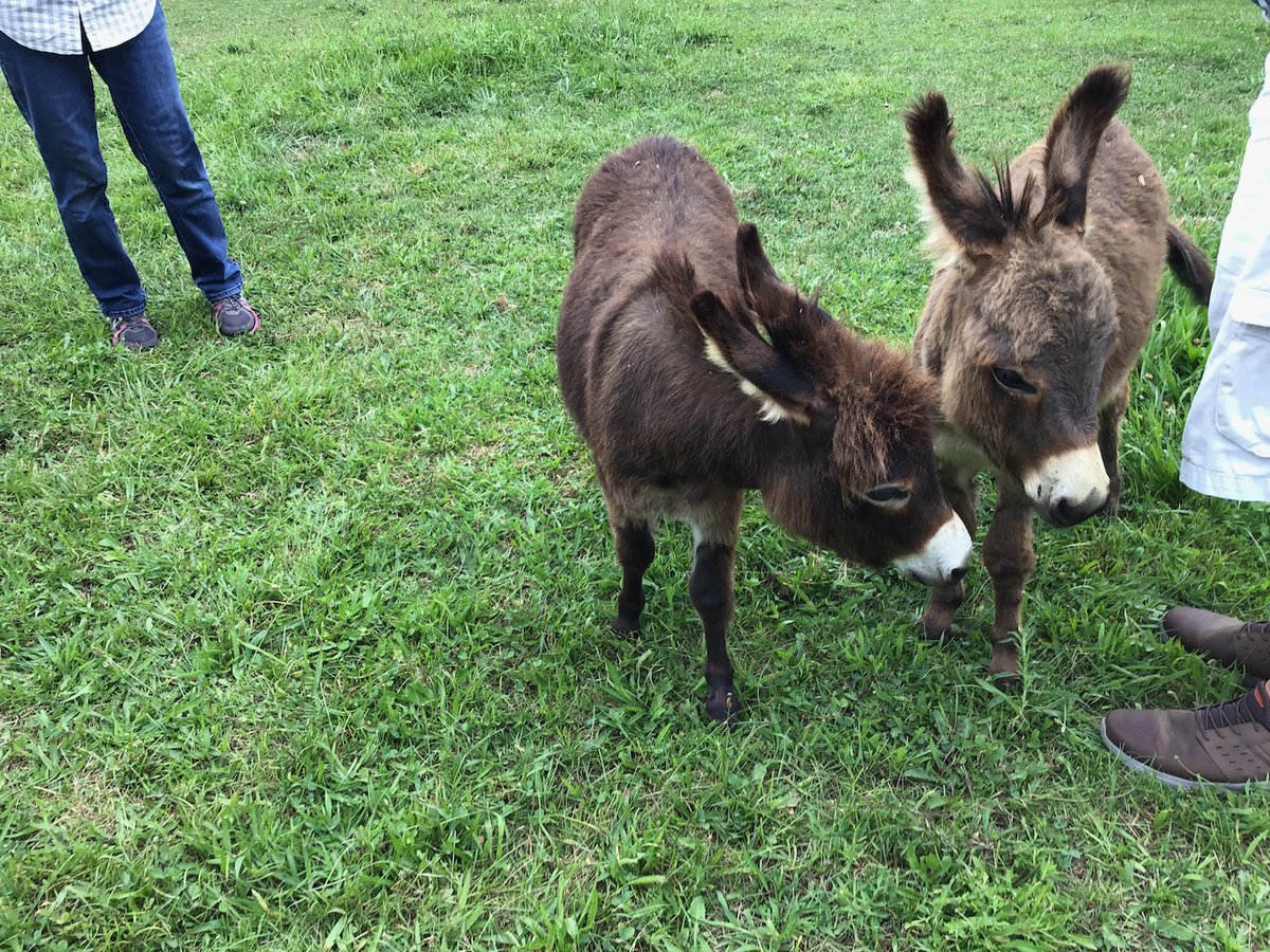 BlueBagRedBag's tweet photo. A5 Probably wouldn't expect to visit a miniature donkey farm but we did outside of Philadelphia, PA with friends in 2023 #TRLT https://t.co/wDmuIR17E2