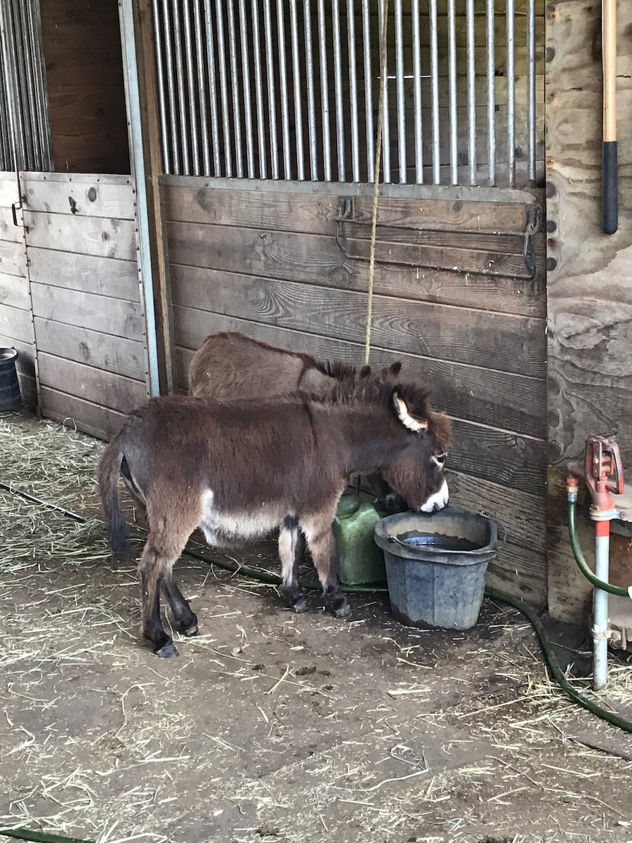 BlueBagRedBag's tweet photo. A5 Probably wouldn't expect to visit a miniature donkey farm but we did outside of Philadelphia, PA with friends in 2023 #TRLT https://t.co/wDmuIR17E2