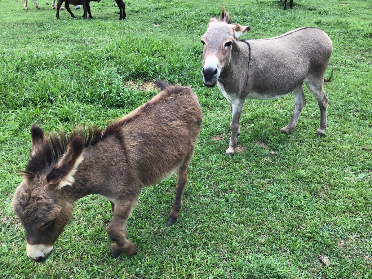 A5 Probably wouldn't expect to visit a miniature donkey farm but we did outside of Philadelphia, PA with friends in 2023 #TRLT