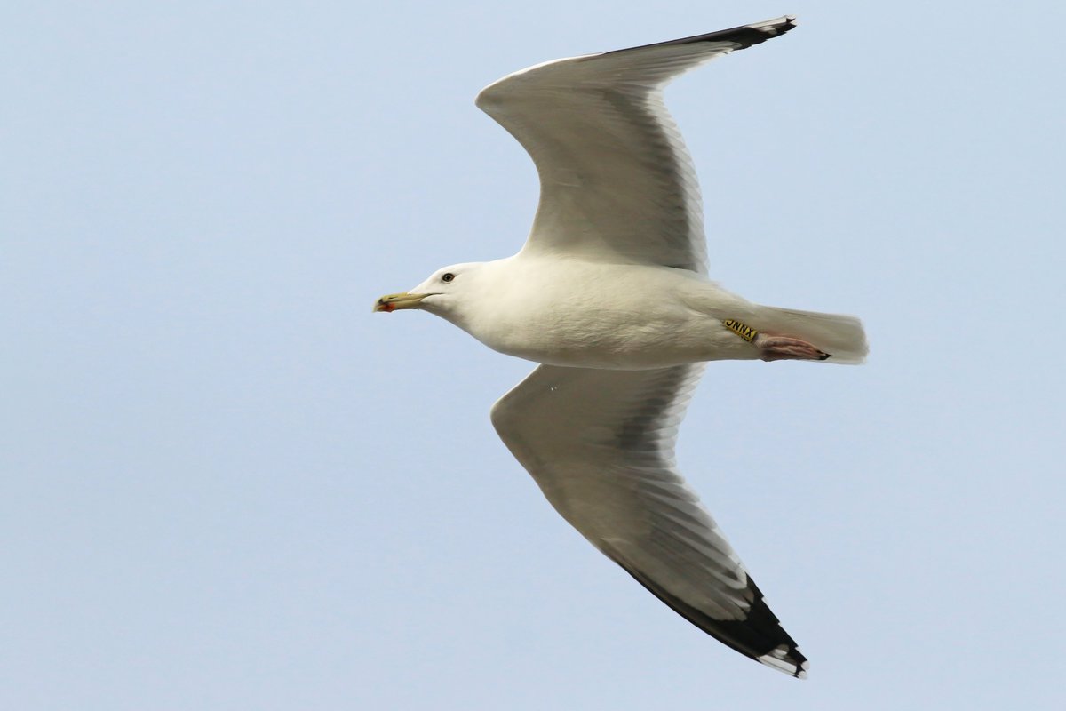 First day of #DPWC24, managed 42 sp before the rain. Highlights being Barn Owl (last night), Yellowhammer, 19 Velvet Scoters, 5 Water Pipits, 3 Pochards and this German hybrid Caspian x Herring Gull!