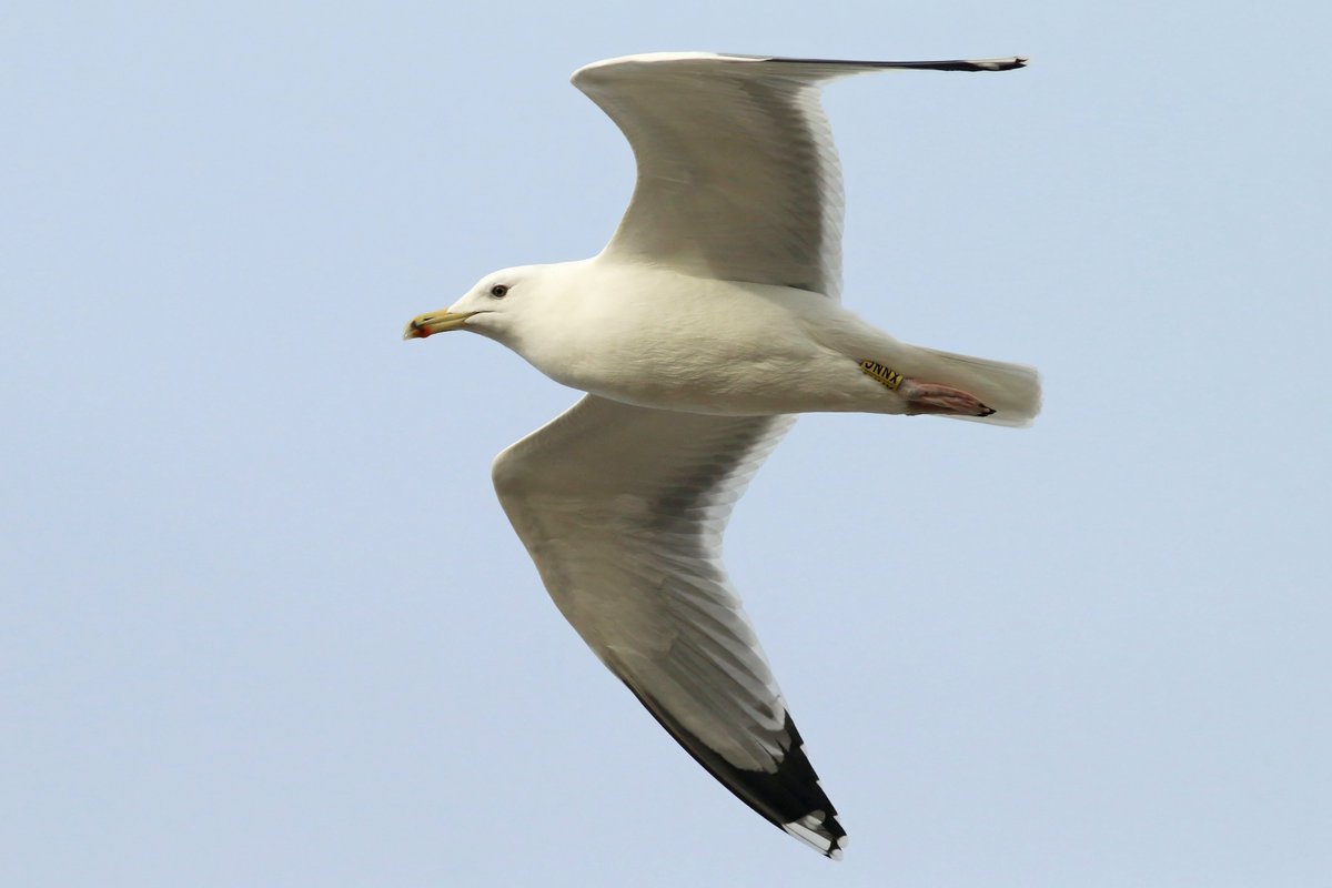 KoenStork's tweet image. First day of #DPWC24, managed 42 sp before the rain. Highlights being Barn Owl (last night), Yellowhammer, 19 Velvet Scoters, 5 Water Pipits, 3 Pochards and this German hybrid Caspian x Herring Gull!