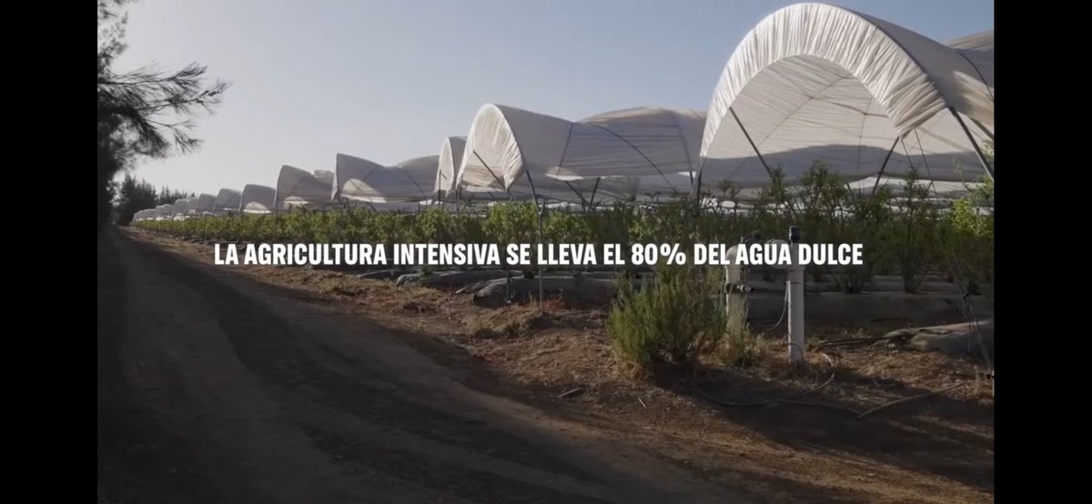 agustingnzlzprj's tweet photo. https://t.co/d4B2RHdvN7
@PRegantex 
@FenacoreOficial 
Campaña @greenpeace_esp y la señora @CristiPedroche :“El agua cada vez más escasa y la que queda la estamos malgastando”
“La agricultura intensiva se lleva el 80% del agua dulce”
Dejen ya de criminalizar al regadío. https://t.co/XHI86gGMpo