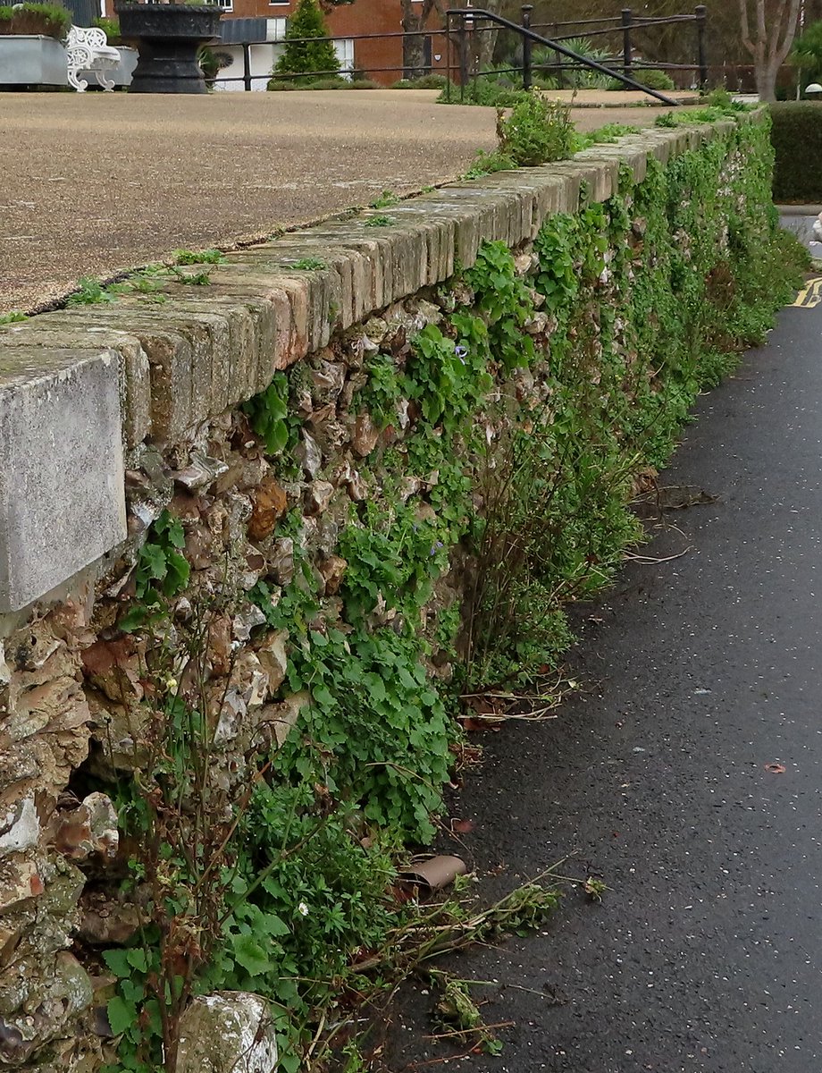 Wildwingsand's tweet photo. Found this fabulous wall in Sidmouth on yesterday's #NewYearPlantHunt . As well as the usual suspects, Mexican Fleabane, Ivy-leaved Toadflax, and Trailing Bellflower. I also found Pink Persicaria- Persicaria capitata and Mexican Cigar Plant- Cuphea ignea! @BSBIbotany https://t.co/KZZMuDVnU4