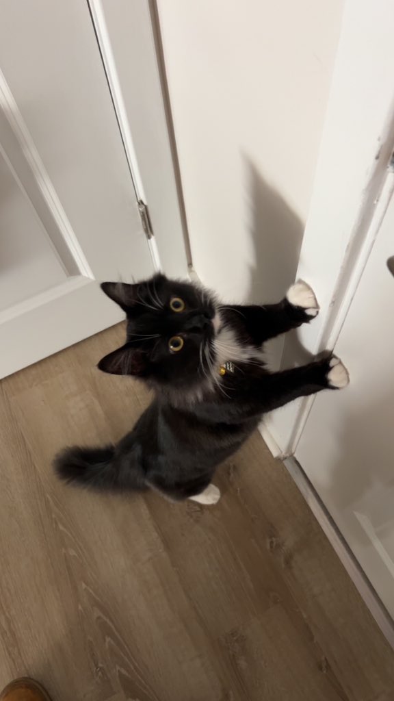 Every morning Felix tries to stop me from going to work