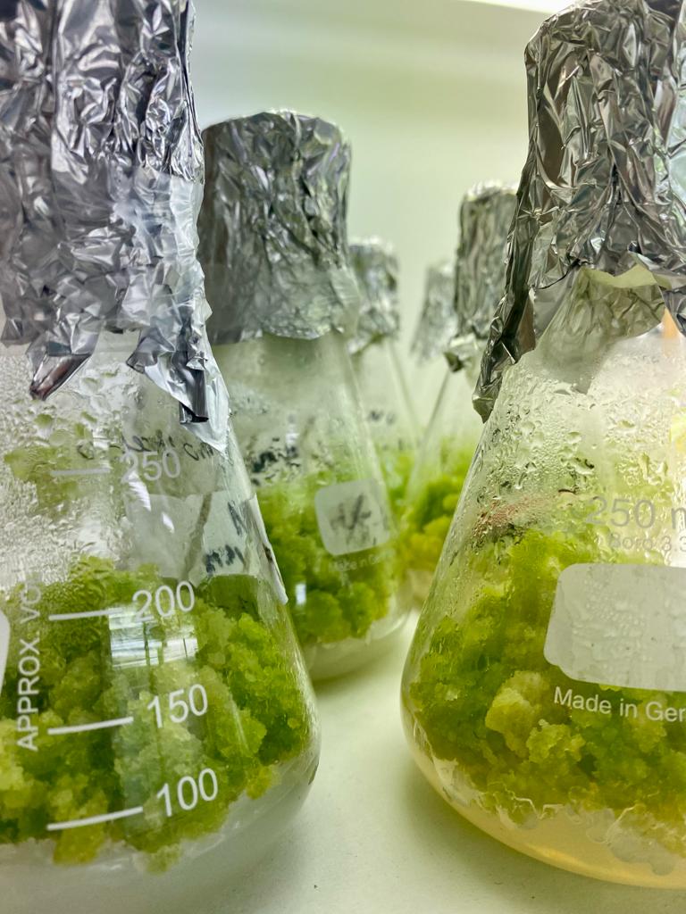 InBioVeg's tweet image. 🔜 ¡Comenzamos el 2️⃣0️⃣2️⃣4️⃣ con nuevos proyectos!

#biovegetal #plants #science #investigacion #umu